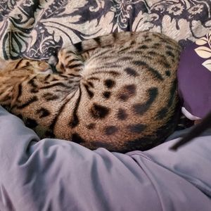 Meet your Posher, Sheryl